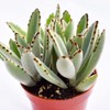 Live Panda Plant Succulent – Kalanchoe Tomentosa Succulent - Fully