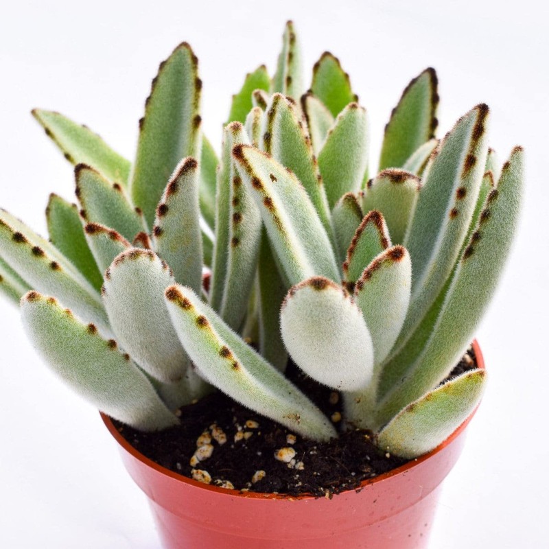 Live Panda Plant Succulent – Kalanchoe Tomentosa Succulent - Fully