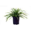 Liriope muscari 'Big Blue' (Lilyturf) Perennial, lavender flowers, 1 -