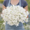 Sweet Pea Seeds - Royal White - Packet - White