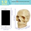 EVOTECH SCIENTIFIC Mini Skull Model, Didactic 15-Piece Palm-sized Anatomy Skull