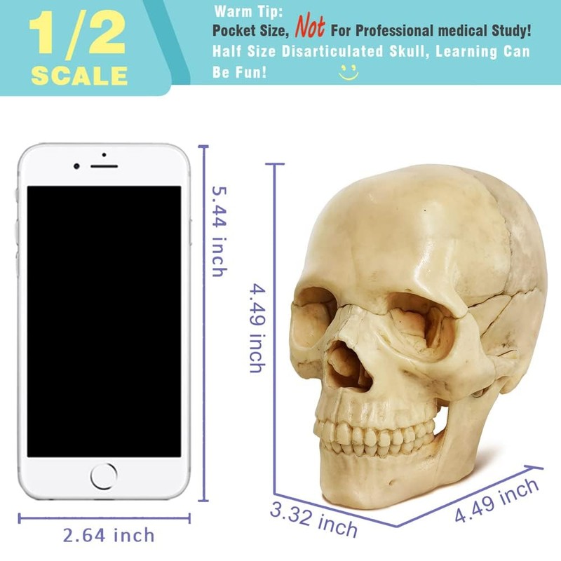 EVOTECH SCIENTIFIC Mini Skull Model, Didactic 15-Piece Palm-sized Anatomy Skull
