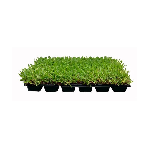 St. Augustine Palmetto | 36 Live Extra Large Grass Plugs | Drought, Salt & Shade Tolerant Turf Sod