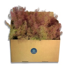 Quintcom Sea Foam / Sea Moss Model Making Accessories Plant Material for Trees and Bushes in Model Building Forests. Sea Moss for Model Trees Cardboard 30 cm x 20 cm x 14 cm Architectural Trees