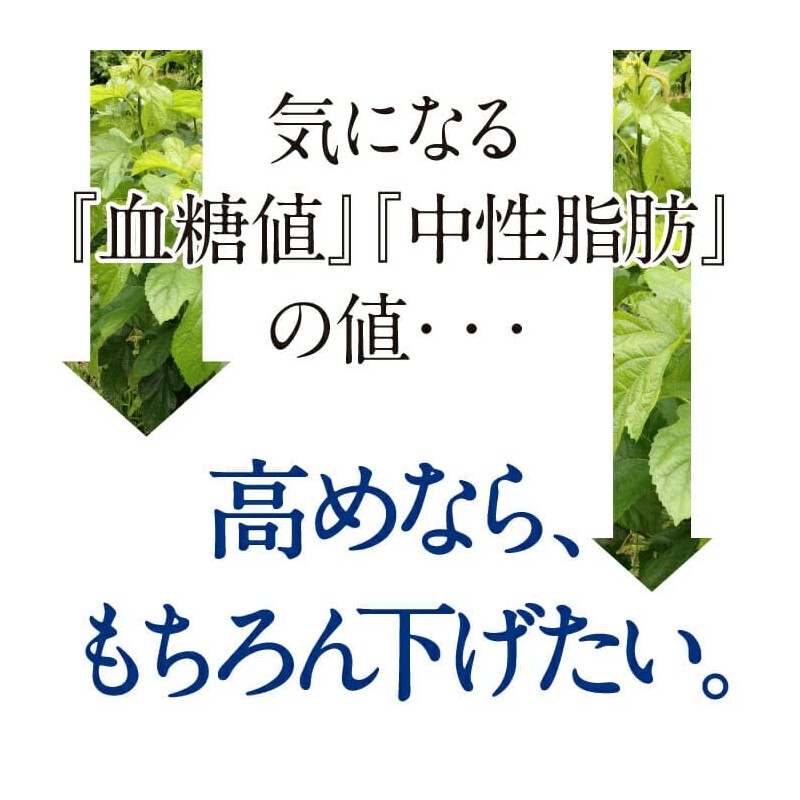 島根の桑茶「蒼楽（そうらく）」 7g×30袋