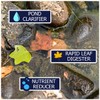 WinterKleen Fall & Winter Bacteria for Ponds | Koi Pond