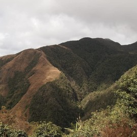 Matsuya Coffee Raw Beans Jamaica Blue Mountain No.1 (7.1 oz (200 g) Bag)