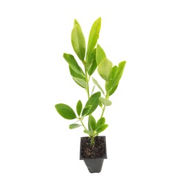 Anise Forest Green - 10 Live Plants - Illicium Parviflorum - Shade Loving Evergreen Hedge