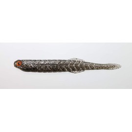Issei Katchi Worm Yabakune 4.5#06 Baby Shiner (Fry) (NS)