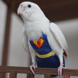 Bird Diapers and Parrot Flight Suit Clothes with Leash, Washable and Reusable Parrot Nappies for Outdoor Activities, Fits Budgie, Lovebird and Cockatiel (with Leash,S)