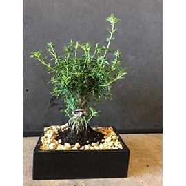 indoorbonsaiandexotics Mount Fuji Serissa bonsai tree flowers often aerial roots