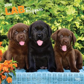 Labrador Retriever Puppies | 2025 12 x 24 Inch Monthly Square Wall Calendar | BrownTrout | Animals Dog Breeds Lab