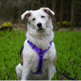 Anny·x Fun Adjustable Dog Harness, Lavender, Sizes XXS to XL (Lavender, M)