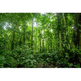 YongFoto 10x7ft Jungle Forest Trees Backdrops for Photography Summer Woods Wonderland Trees Plant Spring Nature Landscape Photography Background Picnic Camping Girl Boy Scouts Adventure Photo Studio