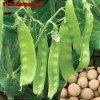 Treevale Sugar Snow Pea SEEDS | Melting Sugar Snow Pea SEEDS | NON-GMO - 20 Seeds No Tracking