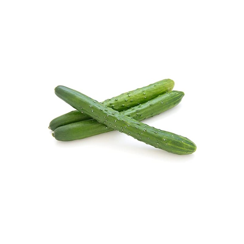 Japanese Cucumber Seeds (Shintokiwa) (20 Seeds)