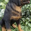 Vivid Arts - Rottweiler - XRL-ROTT-D