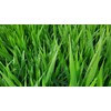 Danbi Farm domestically grown organic Bareun Haru sprout barley powder