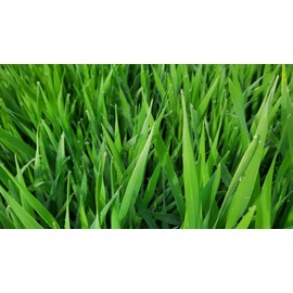 Danbi Farm domestically grown organic Bareun Haru sprout barley powder 120g / 단비농원 국내산 직접재배 유기농 바른하루 새싹보리분말 120g
