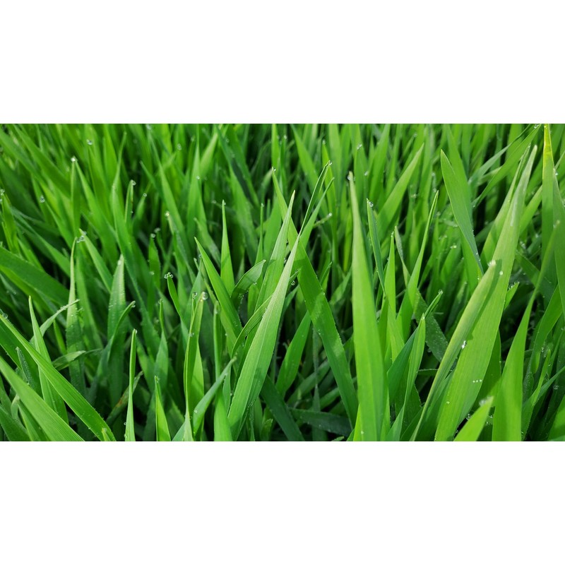 Danbi Farm domestically grown organic Bareun Haru sprout barley powder