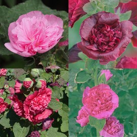 Powderpuffs Double Mix Hollyhock Seeds 1 Oz – Alcea rosea – Perennial, Non-GMO, Heirloom – 48–72" Tall Blooms – Pink, Rose, Fuchsia, Yellow – 2nd Year Flowering – Reseeding Garden Favorite