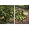 Wild Soursop Leaves – 100% Natural | Sun-Dried Herbal Tea