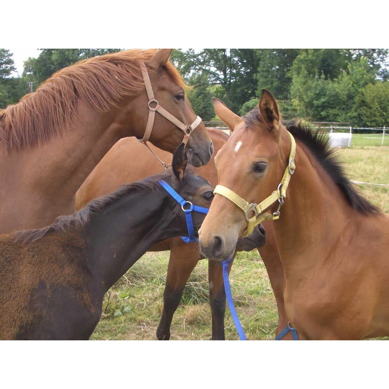 Wintec 005/50 Head Iron or Bates Saddle