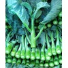 ENVIDESO Chinese Broccoli-1000 Seeds, Kai LAN, GAI LAN, ICA Alboglabra,
