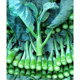 ENVIDESO Chinese Broccoli-1000 Seeds, Kai LAN, GAI LAN, ICA Alboglabra, Open Pollinated