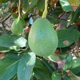 Tyler Farms 100+ Bacon Avocado Seeds | USA Grown | Non GMO, naturally grown