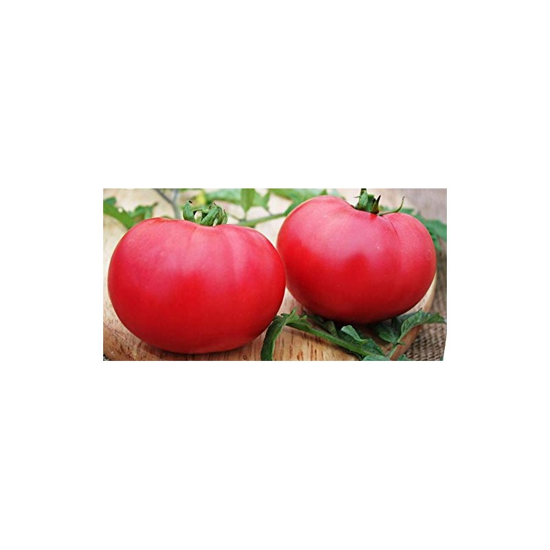 Giant Raspberry Malinowy Olbryzm Polish Tomato Premium Seeds for Planting