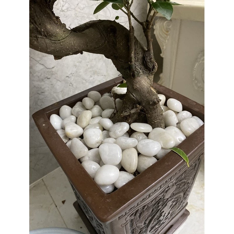 FANTIAN 20lb Decorative White Pebbles for Plants - 1.2-2" Natural