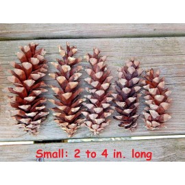 Unbranded Eastern White Pine Cones Natural Pinecones DIY Decor Project Crafts Supplies - Small