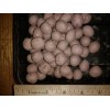 Milkweed Monarchy 100 Organic Milkweed Seed Balls - Enhance Garden,