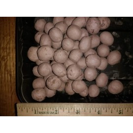 Milkweed Monarchy 100 Organic Milkweed Seed Balls - Enhance Garden, Support Monarch Butterflies!