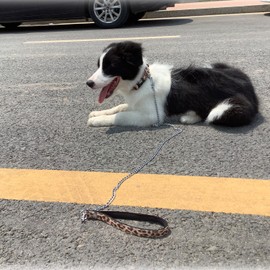 Petiry Dog Collar Animal Cheetah Pattern,Wear Resistant Fabric,No Fading,Comfortable and Durable for Puppy Medium Dogs(Neck:12"-18"