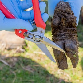 SHARPVET Hoof Trimming Shears, SK-5 Steel blade with Anti Fatigue Thermoplastic Rubber Handle for Hoof Care on Goats and Sheep, 32-734, Red