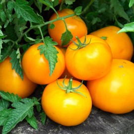 Fresh 100++ Organic Golden JUBILEE TOMATO SEEDS HEIRLOOM - Hột cà chua - 2025 Season