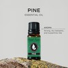 Pine Needle Premium Grade Fragrance Oil - 10ml - Scented