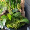 SuperMoss Forest Moss Preserved Perfect for Indoor Plants, Crafts, and