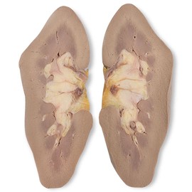 Carolina's Perfect Solution Pig Kidney, Plain, Pail