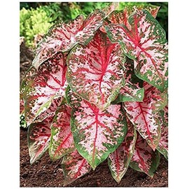 Carolyn Whorten Caladium Bulb - Large Size Root - Stunning Red and Green Foliage - Hardy in Zones 9-11 - Ideal for Shade Gardens and Containers