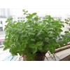 Heirloomsupplysuccess 100 Heirloom Peppermint Seeds
