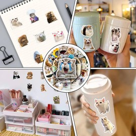 50 Stück Meme Sticker Book, Katzen Sticker Aesthetic, Lustige Stickers, Katzensticker, Wasserdicht Vinyl Aufkleber für Scrapbook, Skateboard, Auto, Gepäck, Laptop (1)