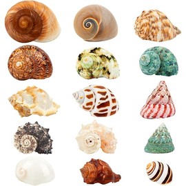 15PCS Hermit Crab Shells | Natural Sea Conch Size 1.6"-3.2" | Growth Turbo for Small to Medium and Large Crabs, Saltwater Hermit Crab Supplies and Sea Shell for Beach Decor