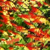 Fairy7Seas Firecracker Vine Seeds- Mina Fire Vine, Spanish Flag Vine,