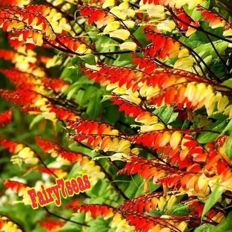 Fairy7Seas Firecracker Vine Seeds- Mina Fire Vine, Spanish Flag Vine,