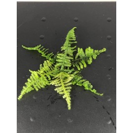 Willow Moss Christmas Moss Live Aquarium Plant Aquatic Moss 15/25/35 Grams - 35 grams