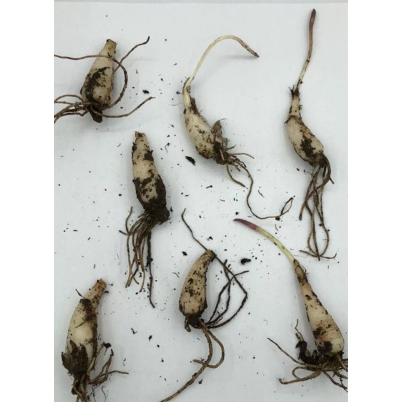 Roots Allium Wild Tricoccum Bulbs Only Ramps Wild Leeks Organically