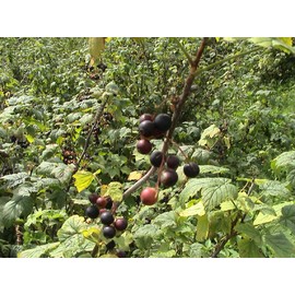 Thousand Years Old Food Shop Ancient Cassius Wild Cassis Concentrate